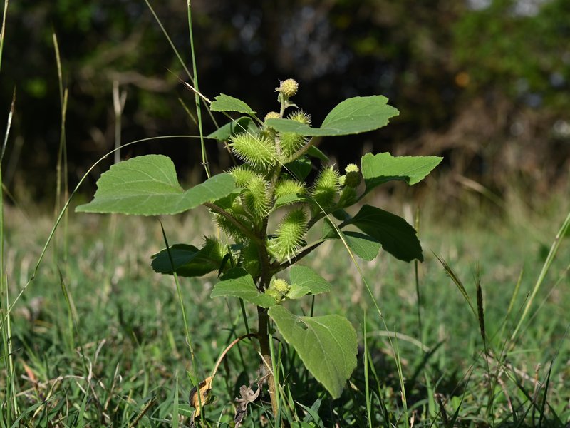 Rough Cocklebur photo 6