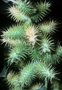 Rough Cocklebur