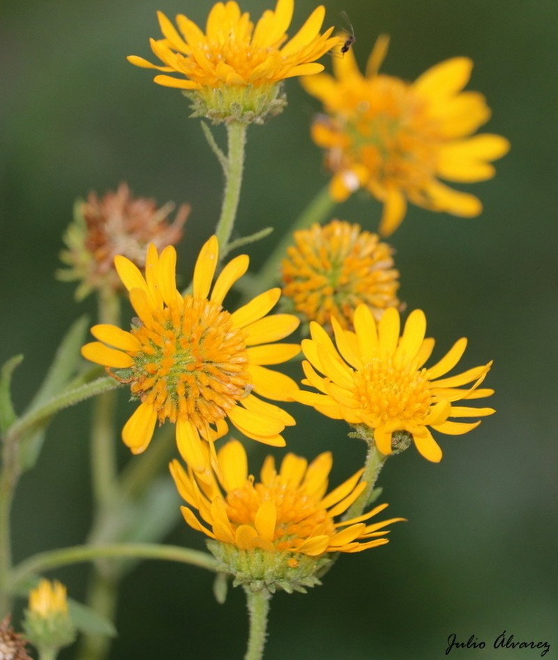 Xanthocephalum benthamianum