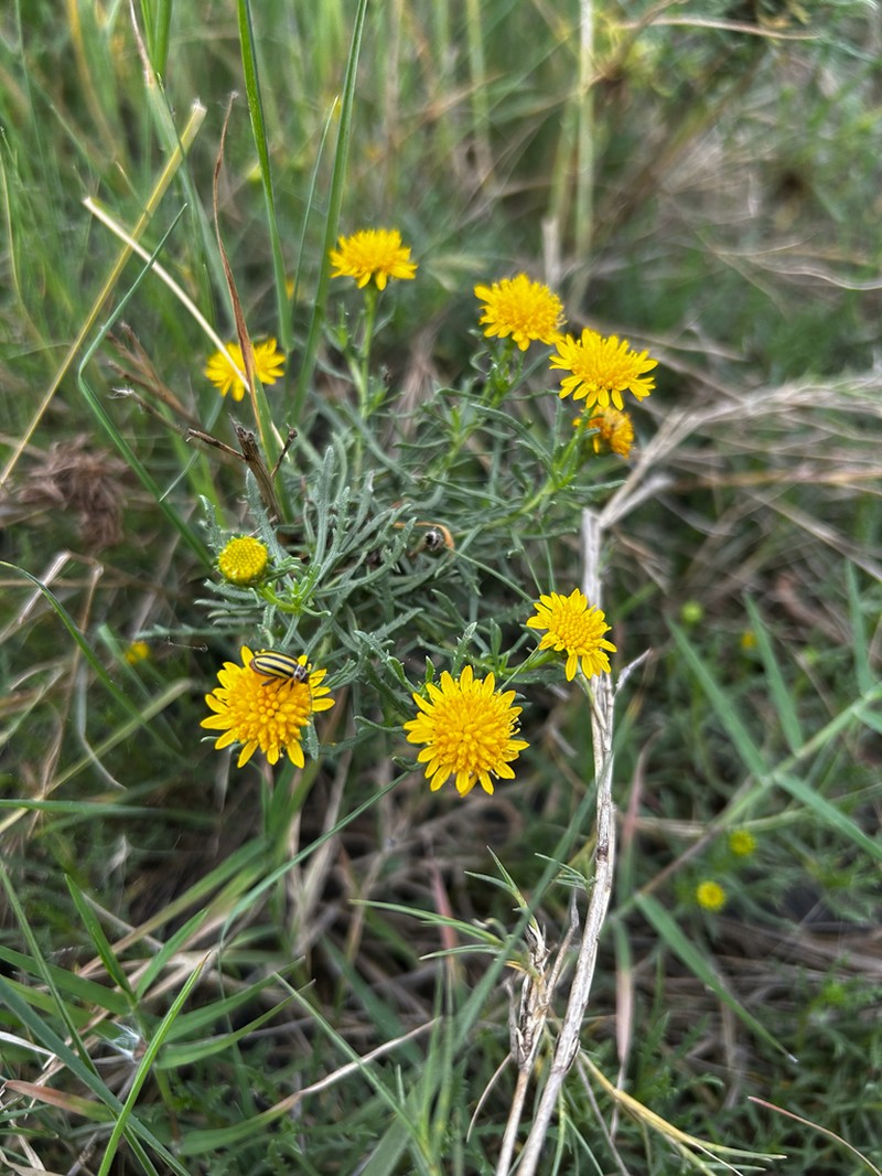 Xanthocephalum centauroides