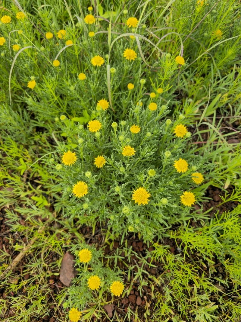 Xanthocephalum centauroides photo 2