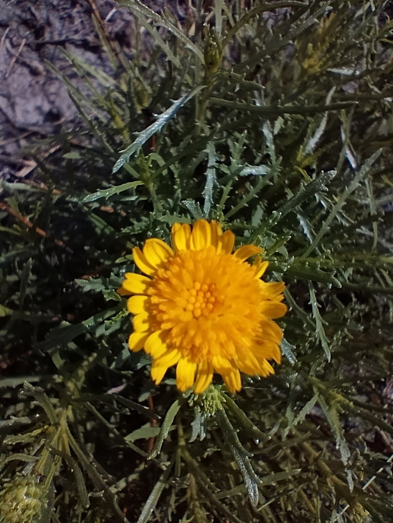 Xanthocephalum centauroides photo 3