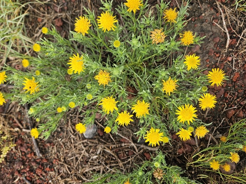 Xanthocephalum centauroides photo 4