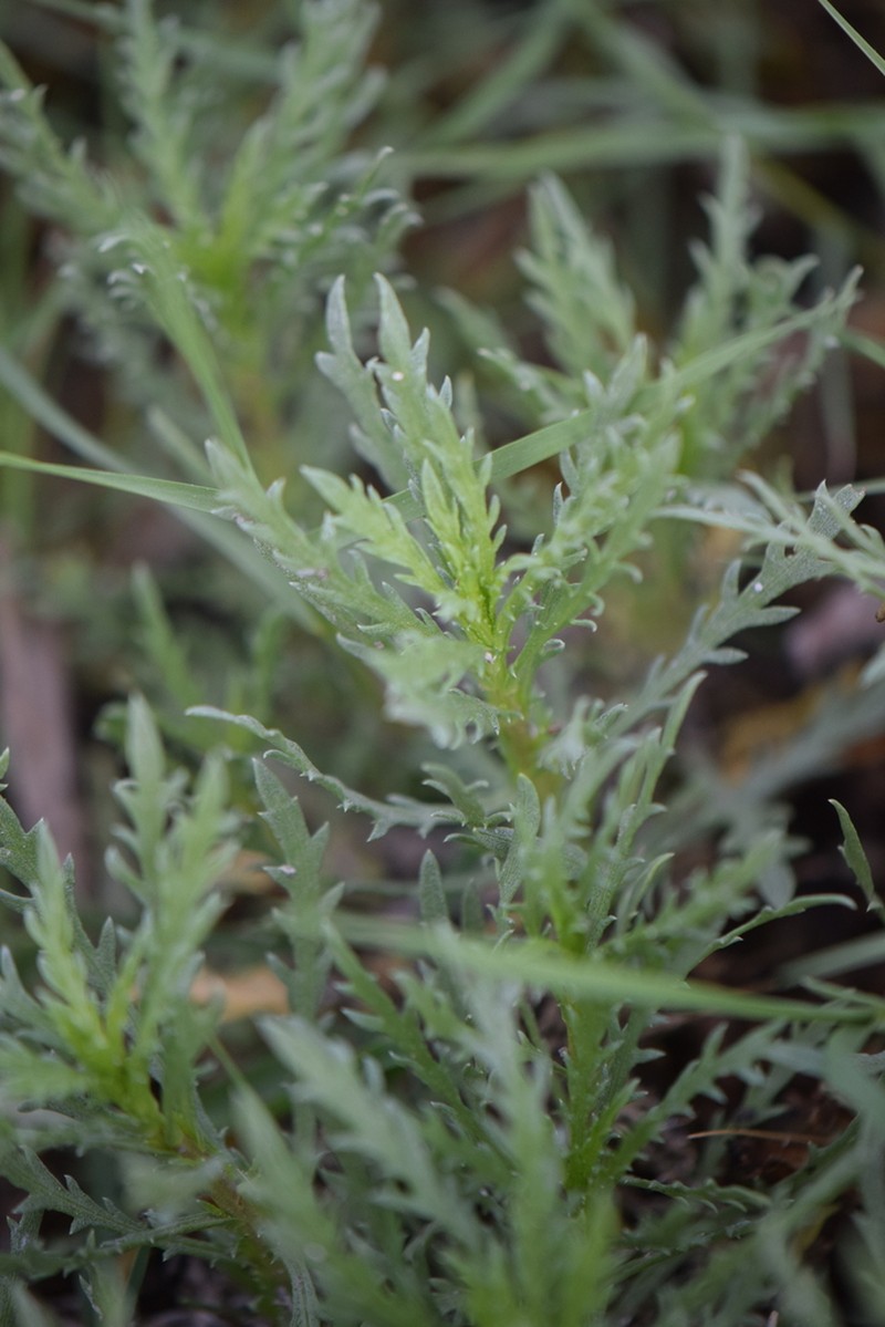 Xanthocephalum centauroides photo 5