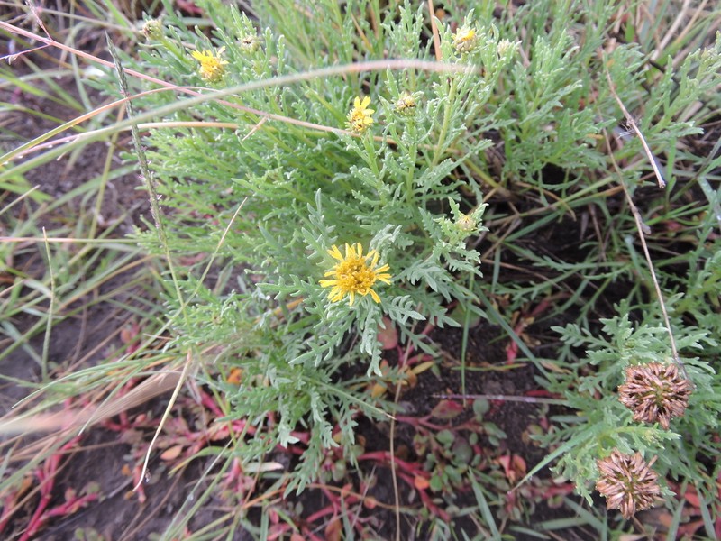Xanthocephalum centauroides photo 6