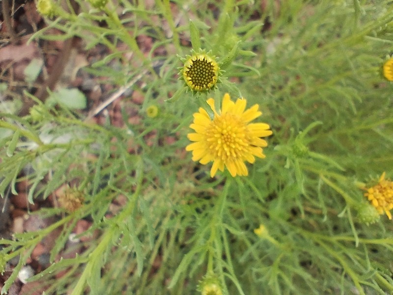 Xanthocephalum centauroides photo 8