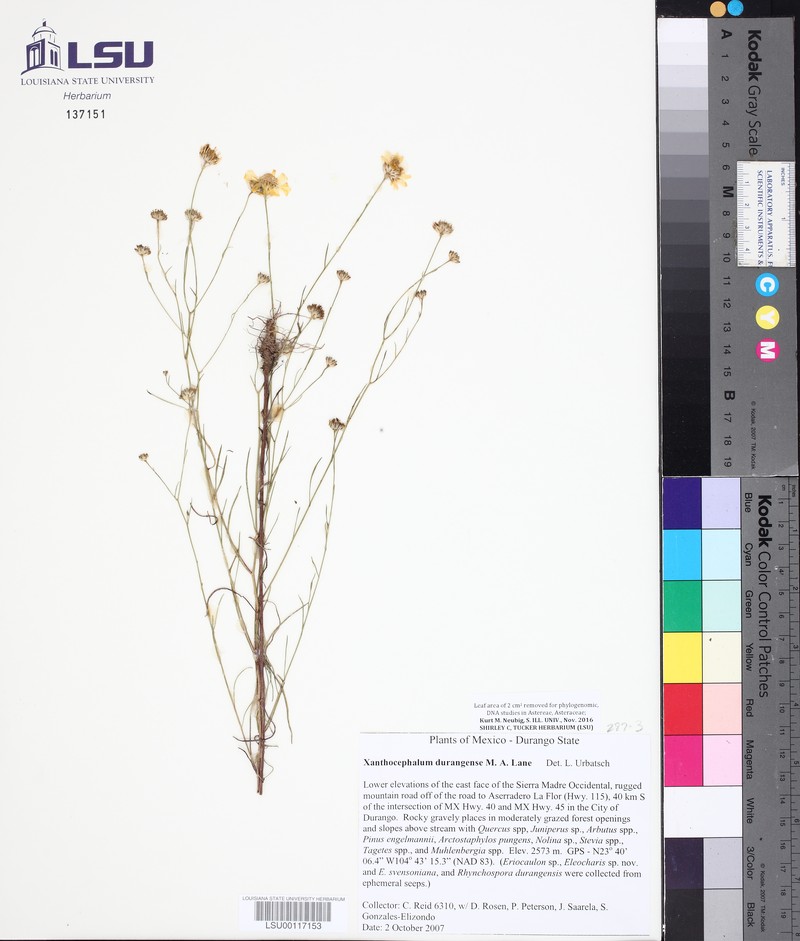 Xanthocephalum durangense