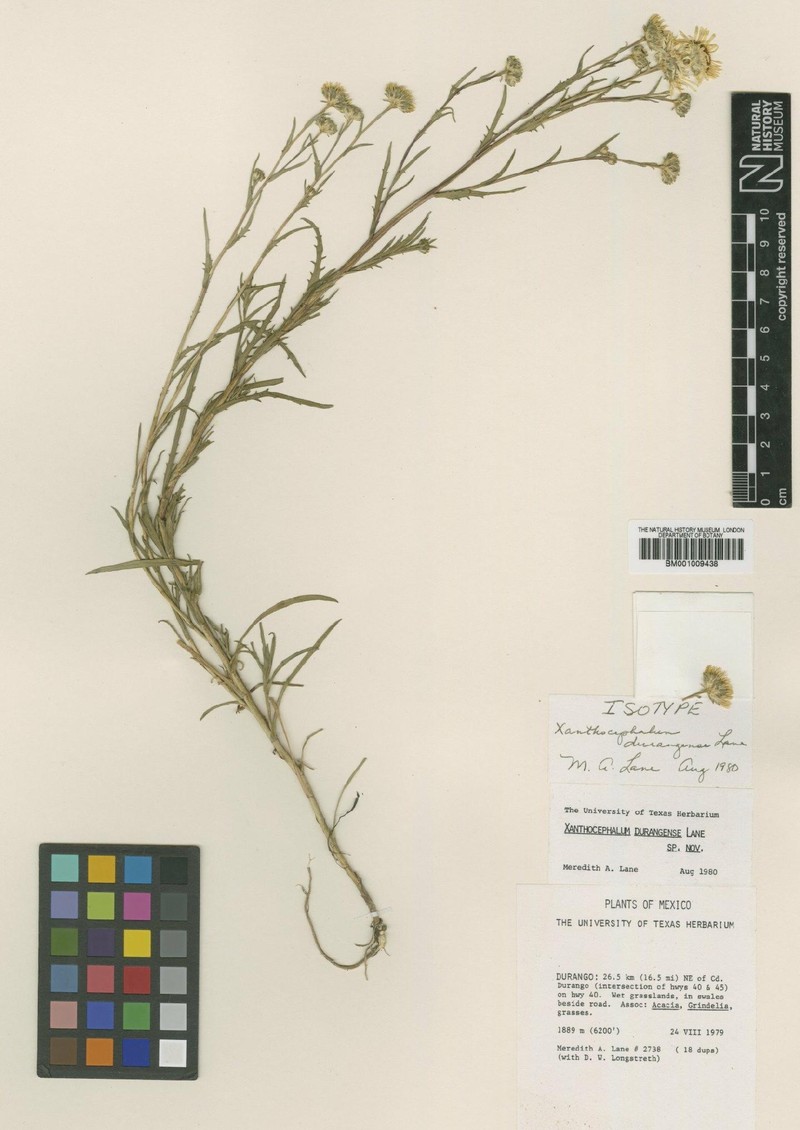 Xanthocephalum durangense photo 2