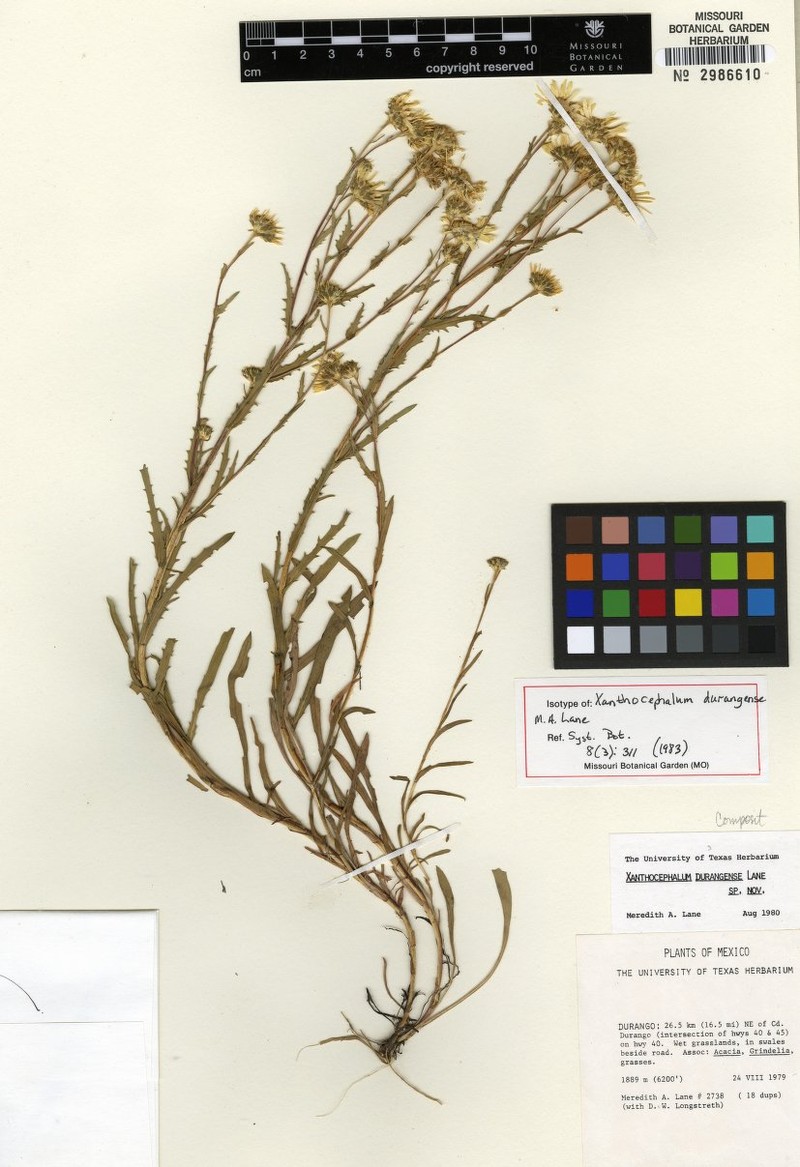 Xanthocephalum durangense photo 3