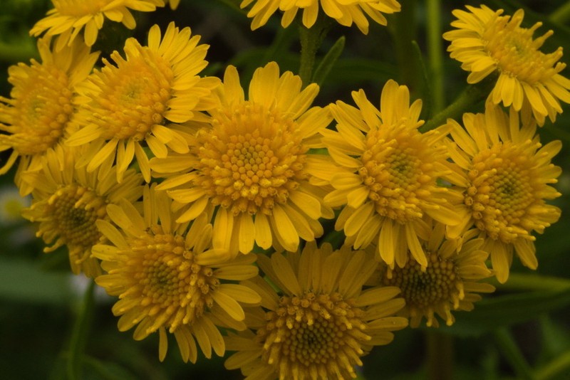 San Pedro Matchweed