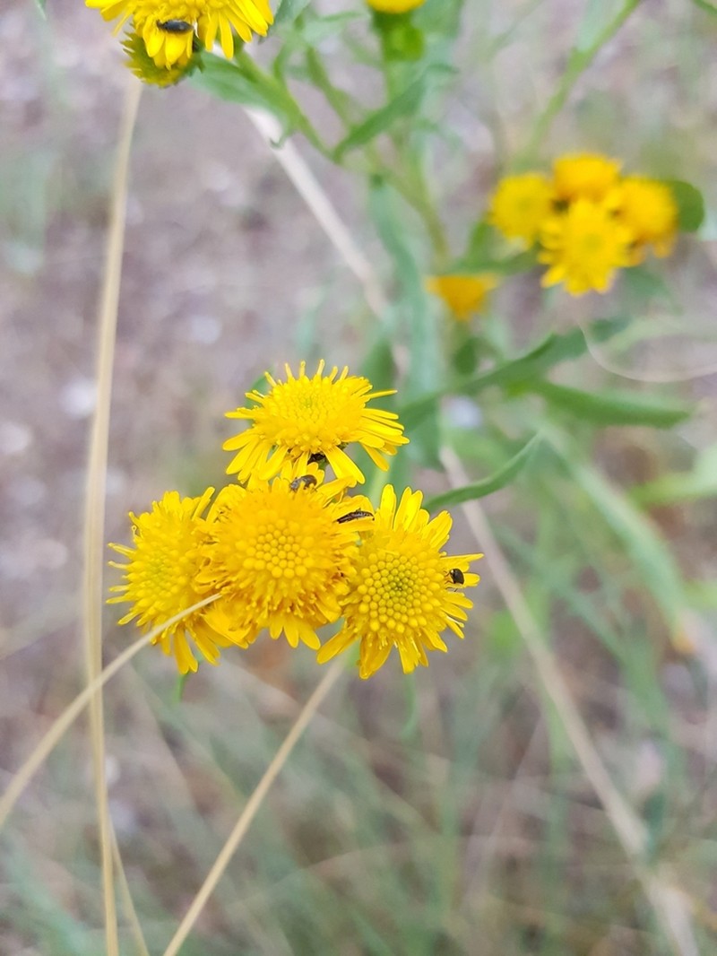 San Pedro Matchweed photo 2