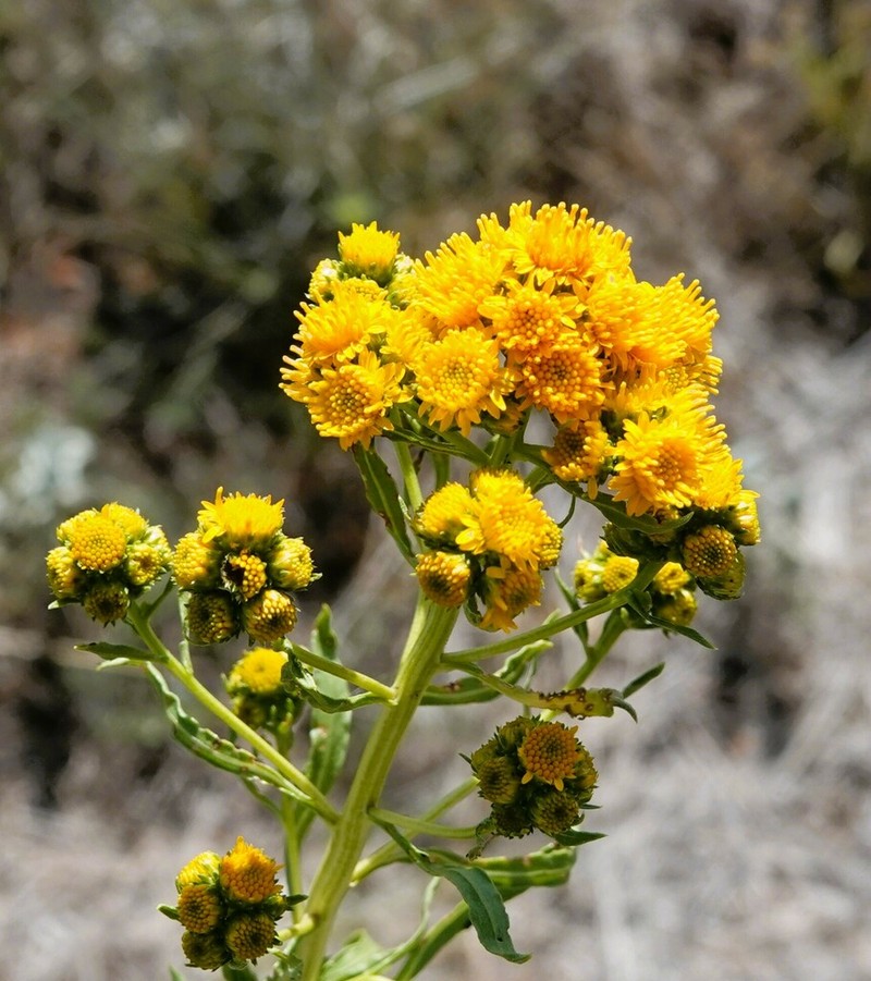 San Pedro Matchweed photo 3