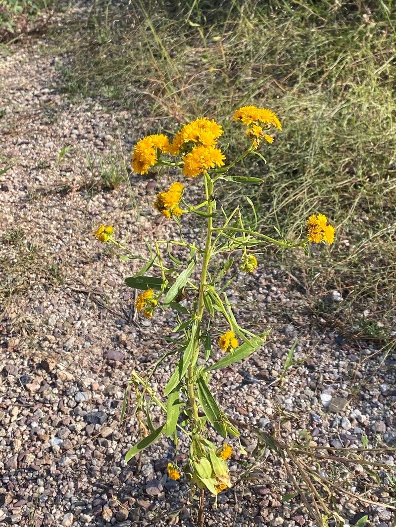 San Pedro Matchweed photo 4