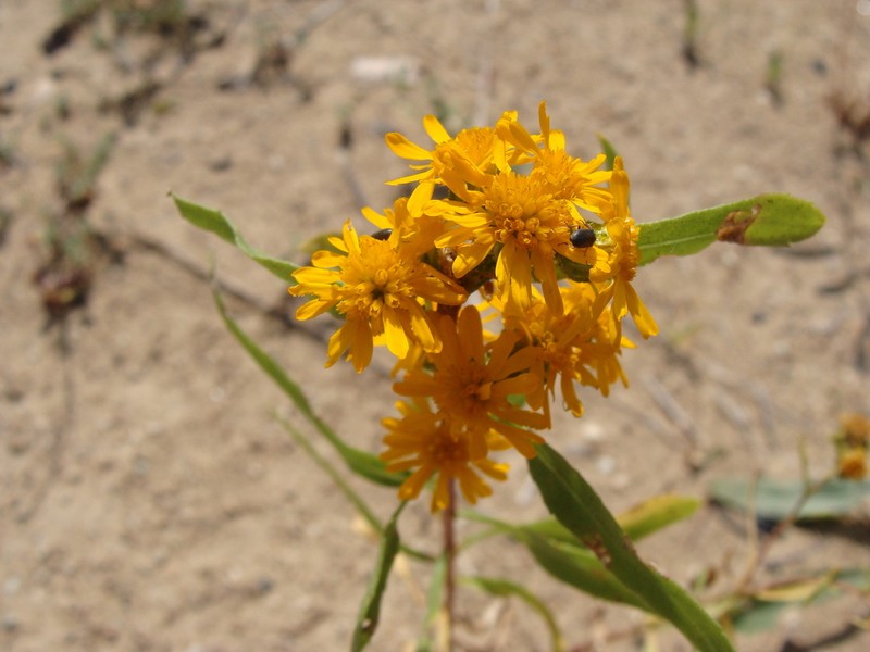 San Pedro Matchweed photo 5