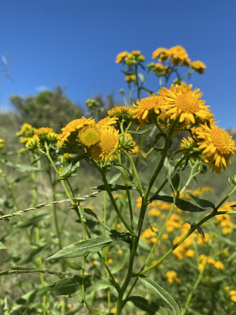 San Pedro Matchweed photo 6