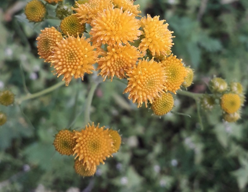 San Pedro Matchweed photo 7