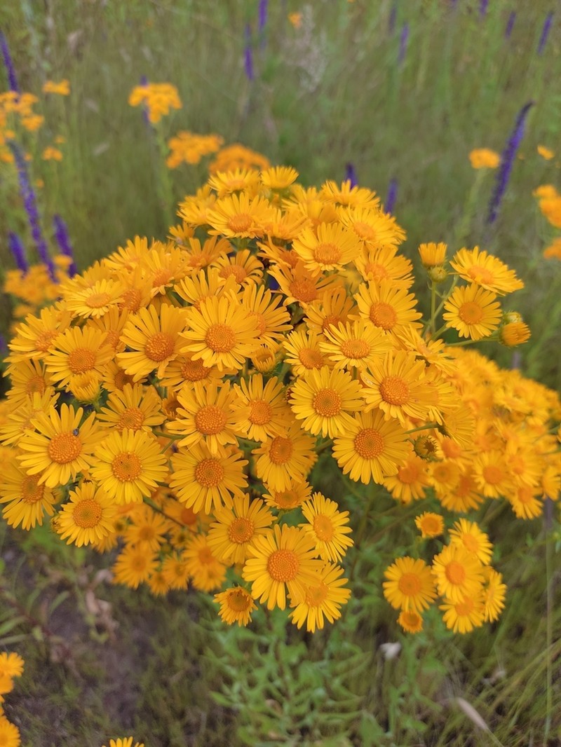 San Pedro Matchweed photo 8