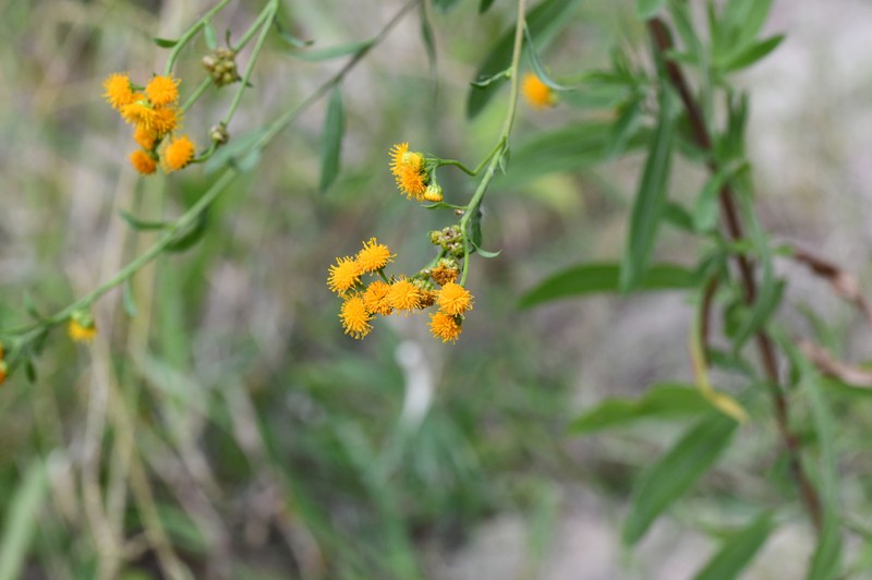 Xanthocephalum gymnospermoides subsp. eradiatum