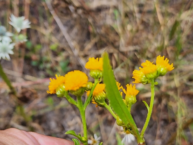 Xanthocephalum gymnospermoides subsp. eradiatum photo 2