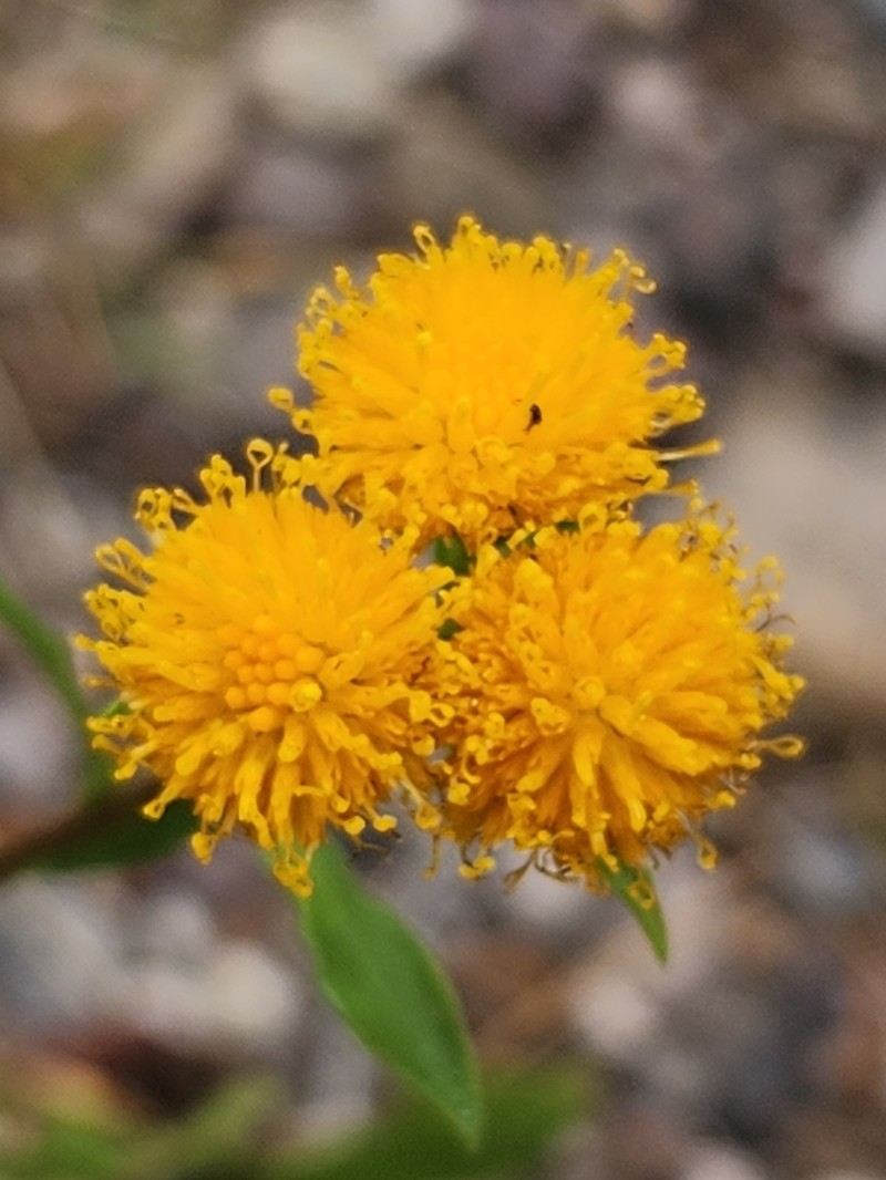 Xanthocephalum gymnospermoides subsp. eradiatum photo 3