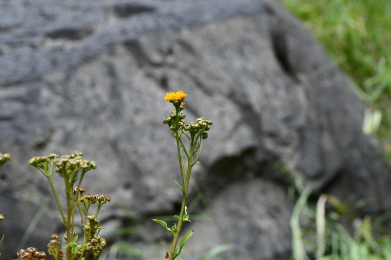 Xanthocephalum gymnospermoides subsp. eradiatum photo 4