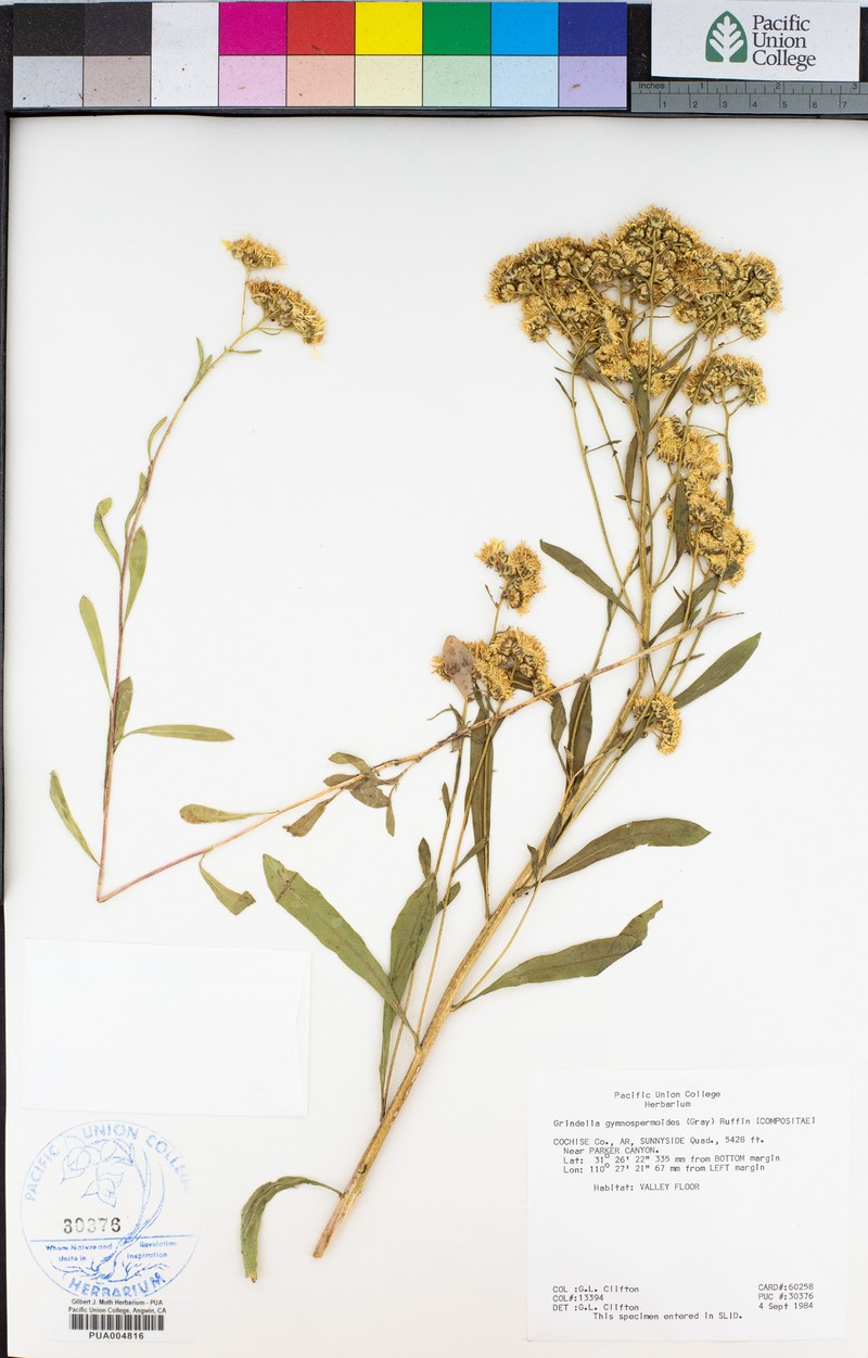 Xanthocephalum gymnospermoides subsp. gymnospermoides
