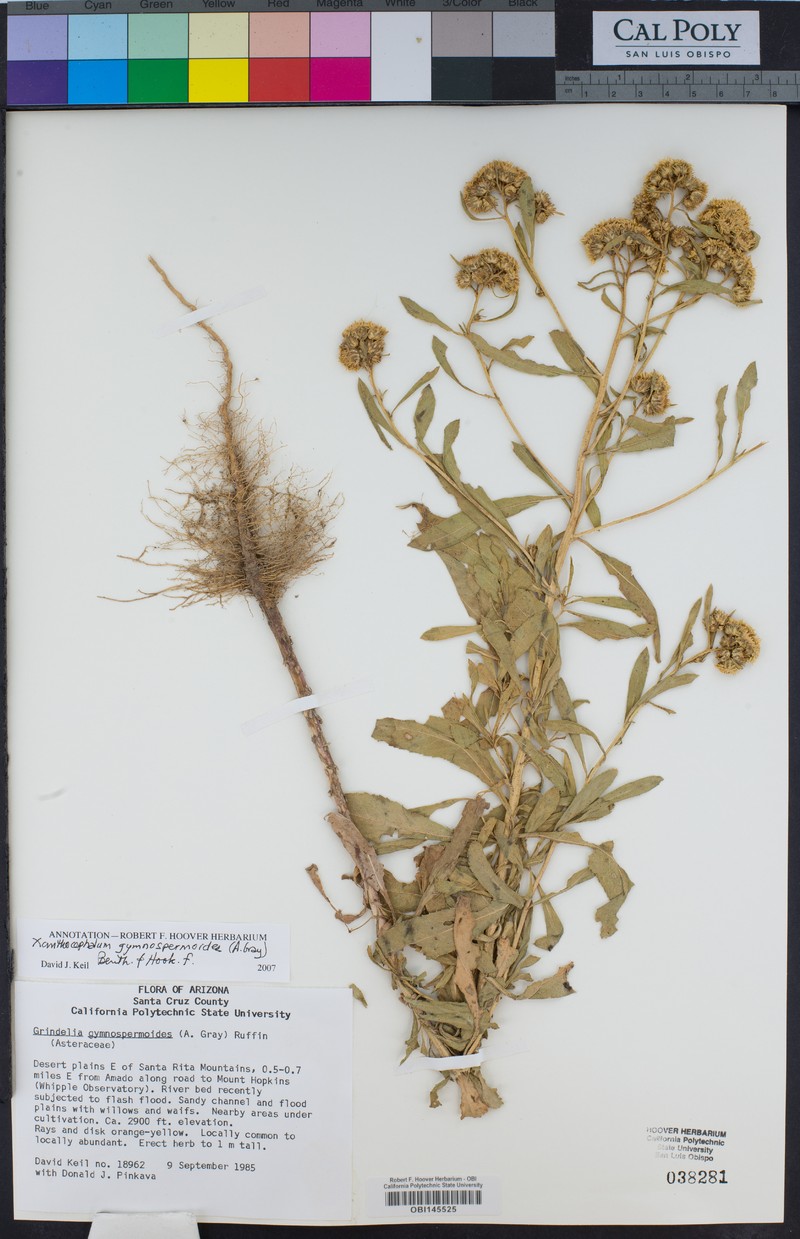 Xanthocephalum gymnospermoides subsp. gymnospermoides photo 2