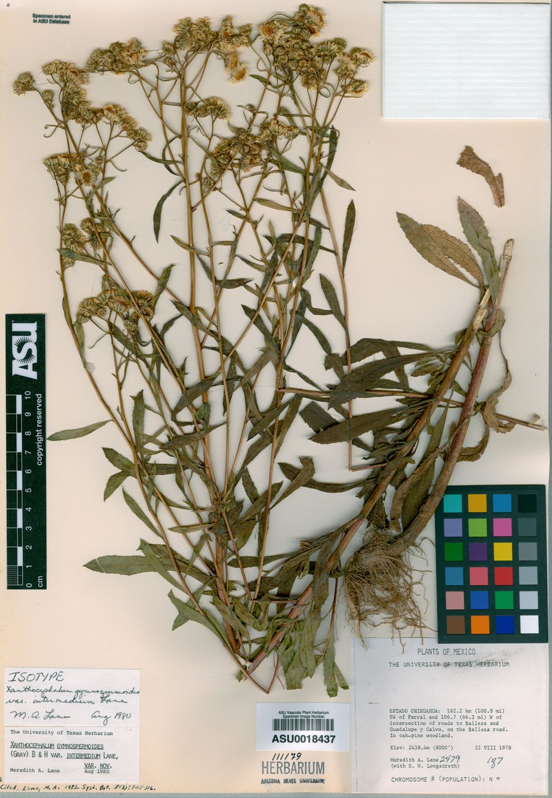 Xanthocephalum gymnospermoides subsp. intermedium