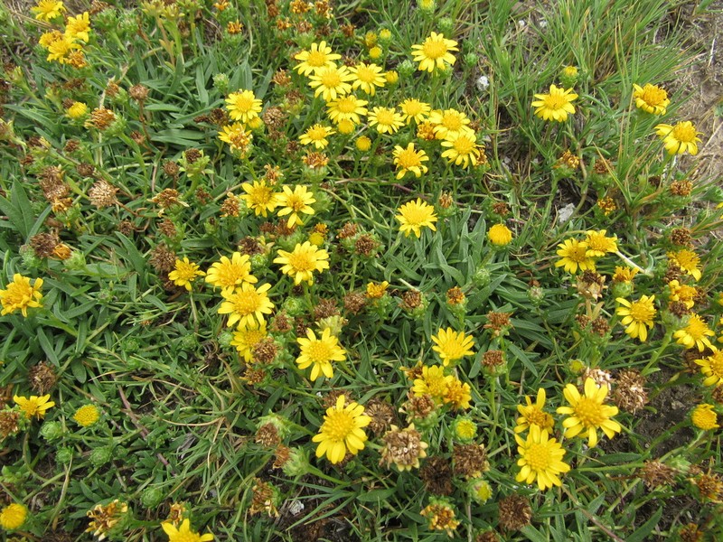 Xanthocephalum humile