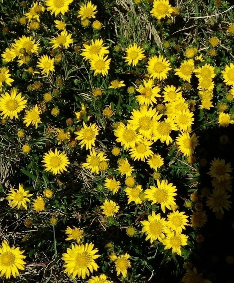 Xanthocephalum humile photo 2