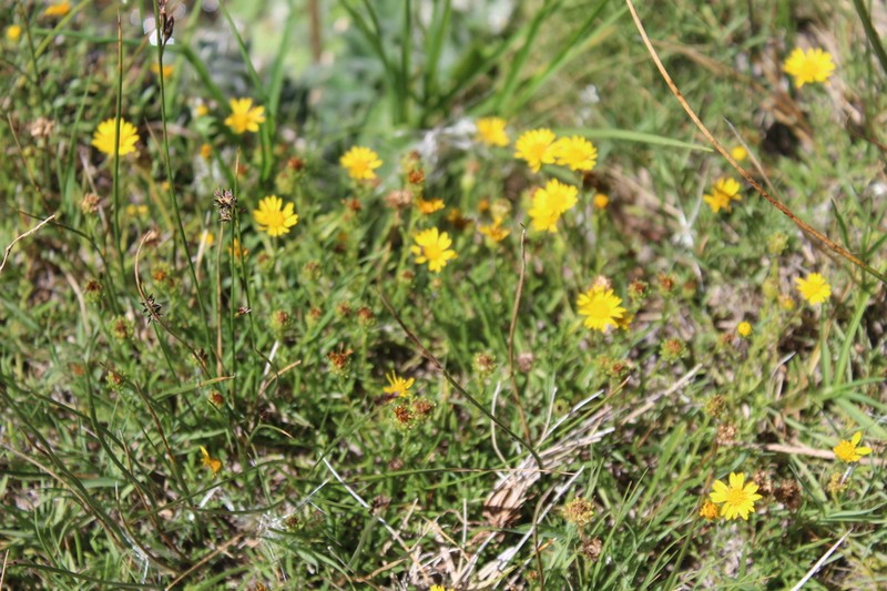 Xanthocephalum humile photo 4