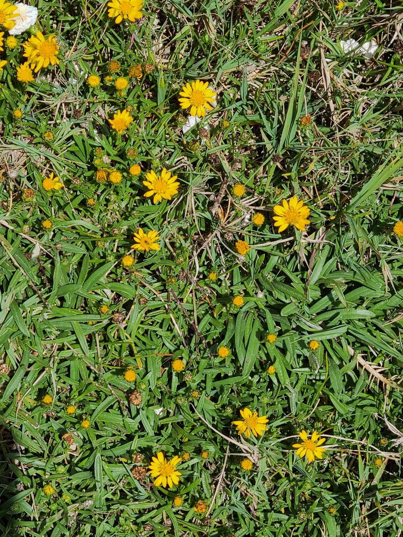 Xanthocephalum humile photo 7
