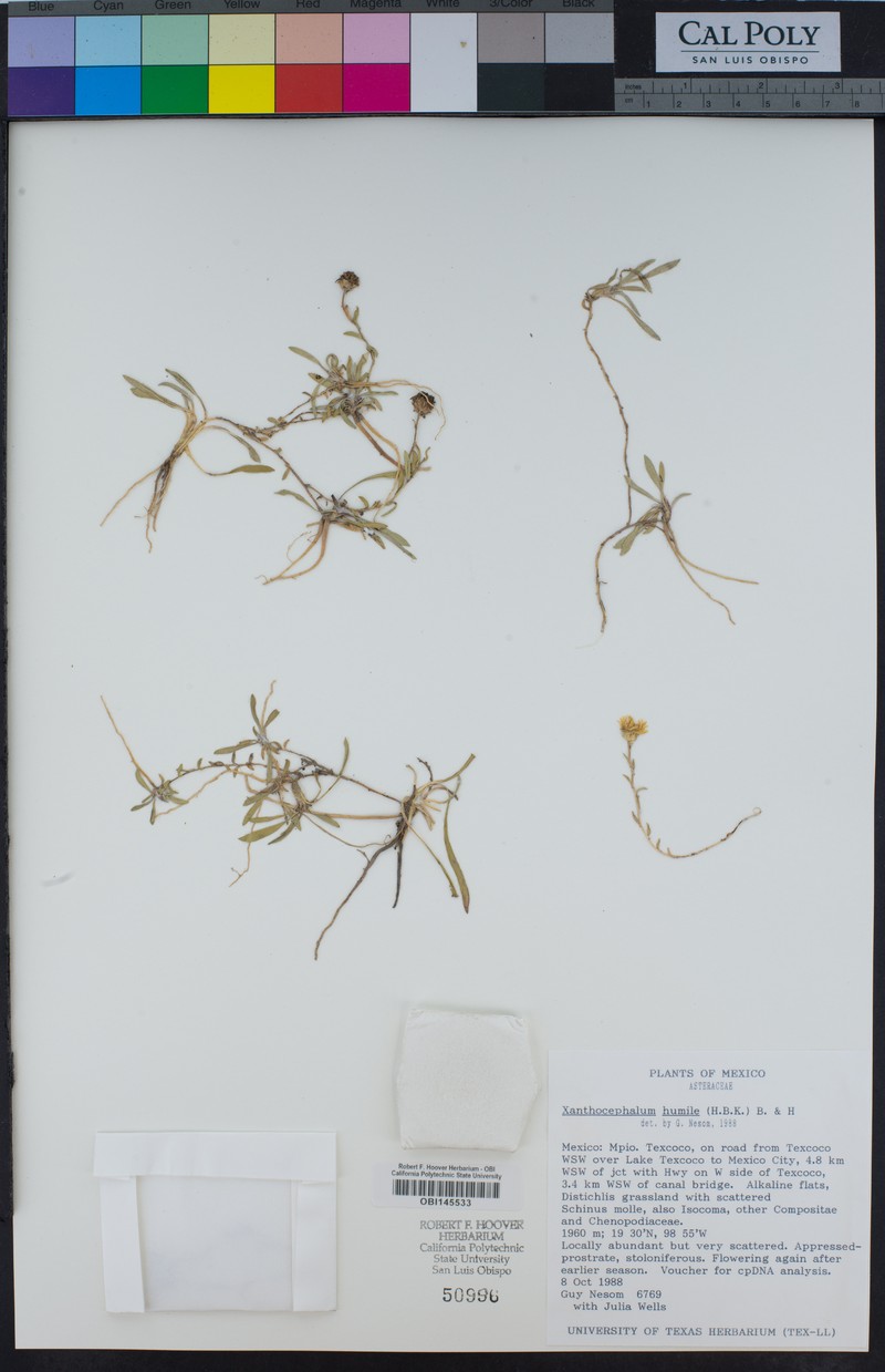 Xanthocephalum humile photo 8