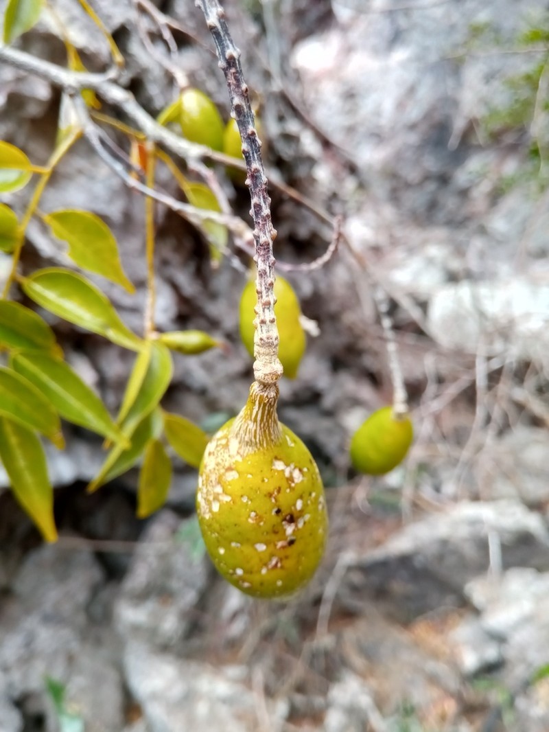 Xanthocercis madagascariensis