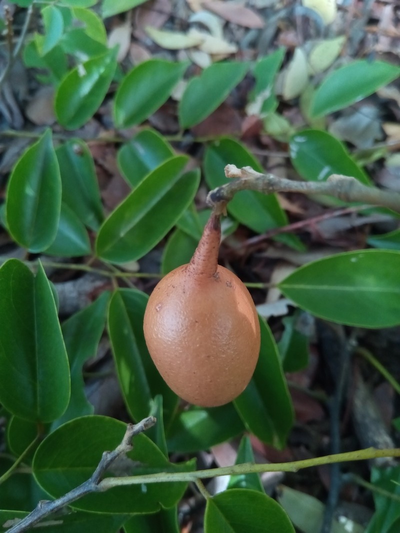 Xanthocercis madagascariensis photo 4