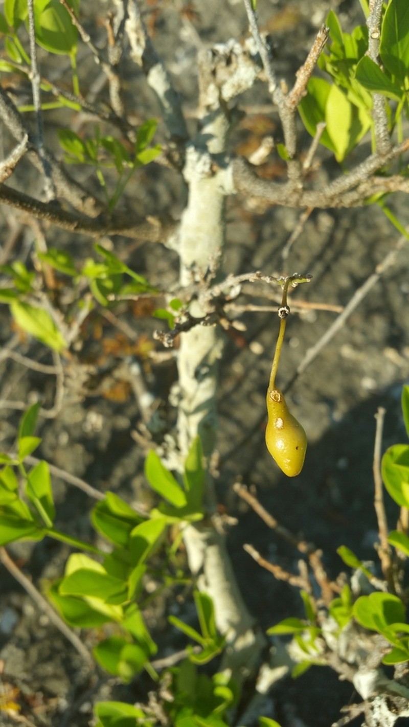 Xanthocercis madagascariensis photo 5