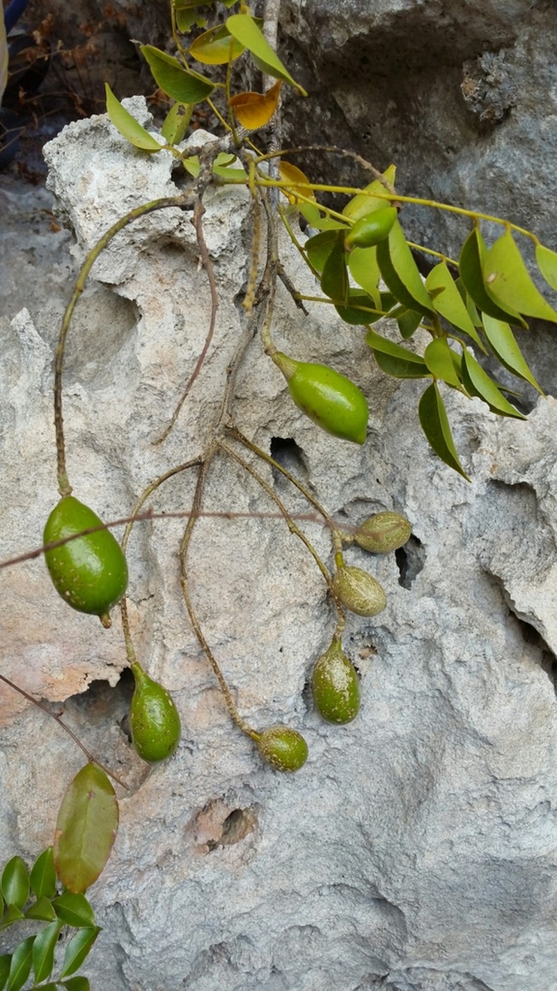 Xanthocercis madagascariensis photo 6