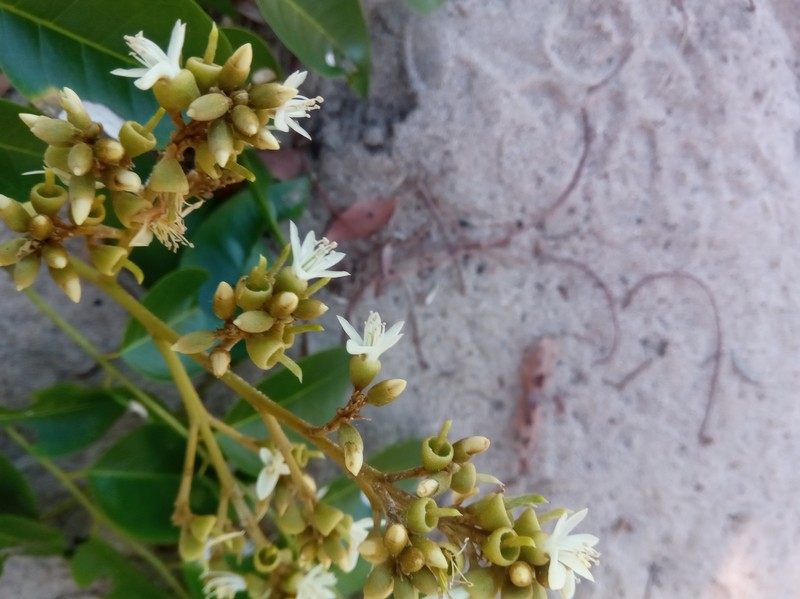 Xanthocercis madagascariensis photo 7