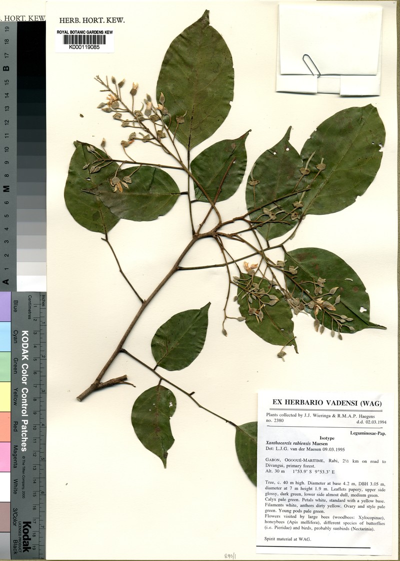 Xanthocercis rabiensis
