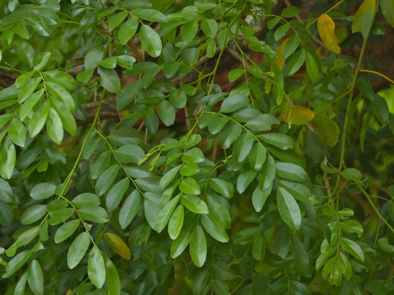 Xanthocercis zambesiaca