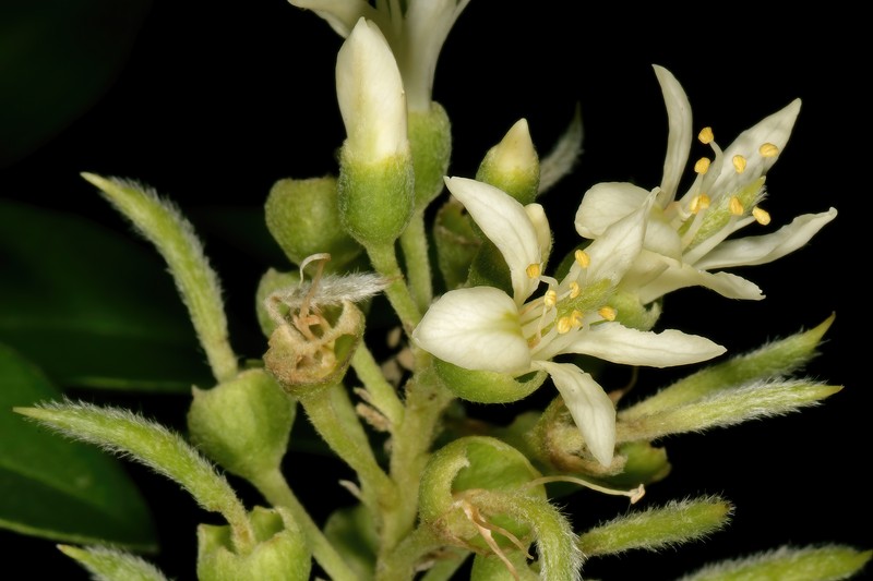 Xanthocercis zambesiaca photo 2