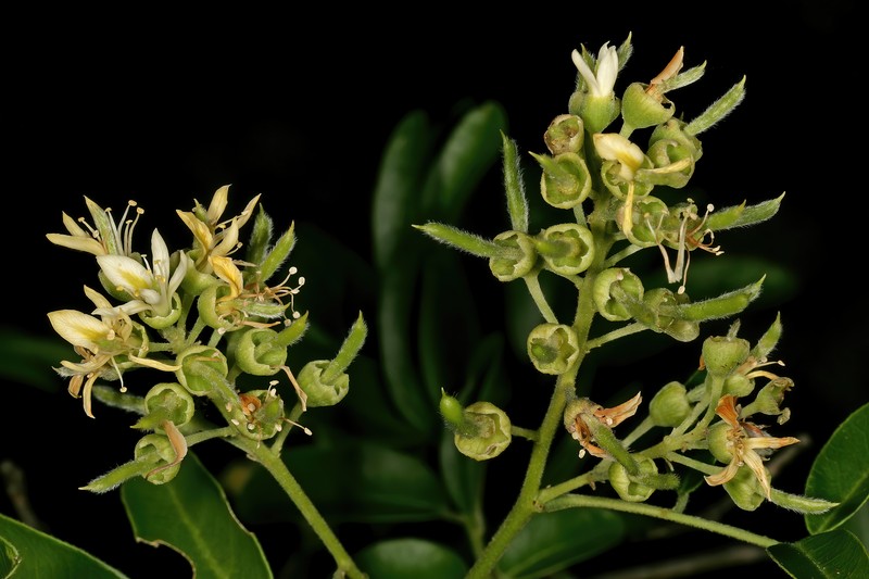 Xanthocercis zambesiaca photo 3