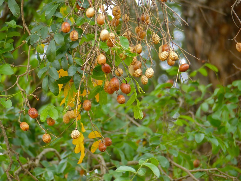 Xanthocercis zambesiaca photo 4