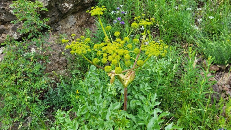 Xanthogalum purpurascens