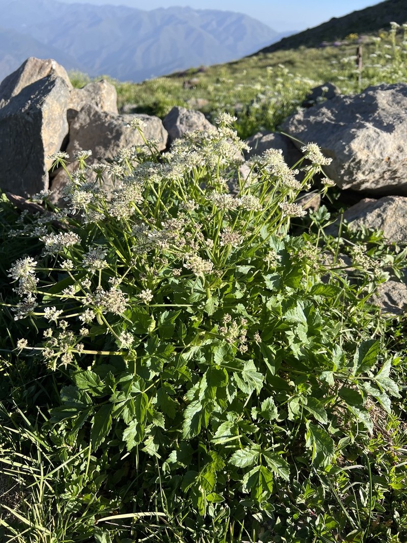Xanthogalum purpurascens photo 2