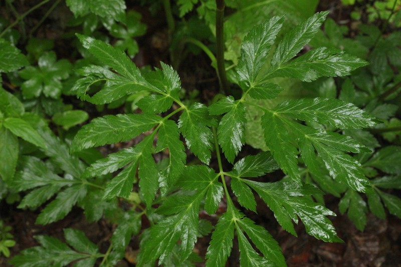 Xanthogalum purpurascens photo 3