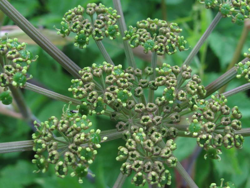 Xanthogalum purpurascens photo 4