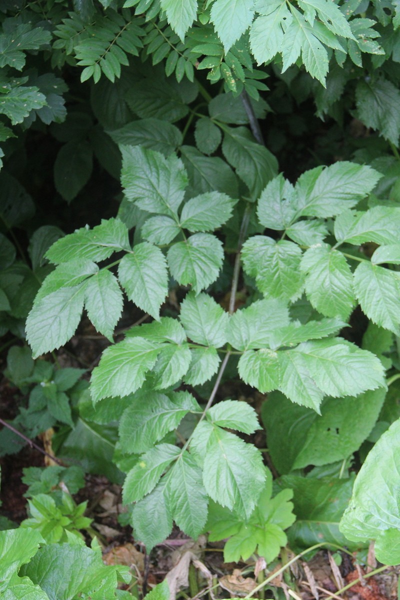 Xanthogalum purpurascens photo 5
