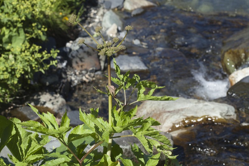 Xanthogalum purpurascens photo 6