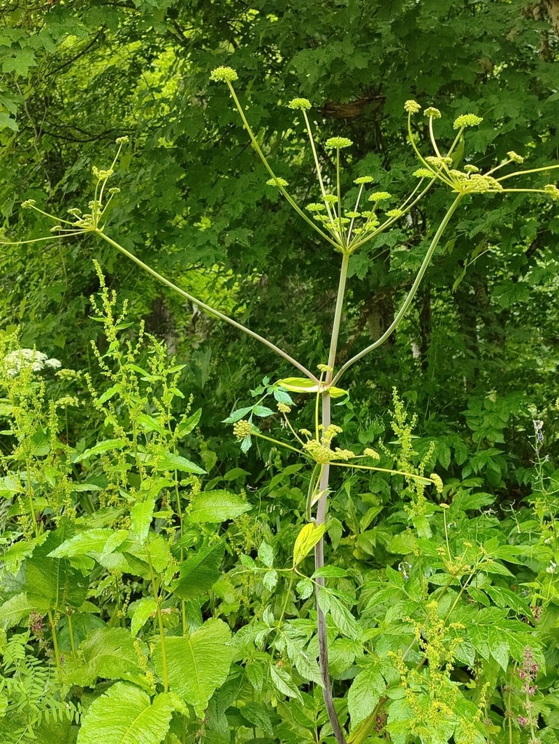 Xanthogalum purpurascens photo 7